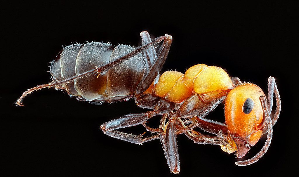 Ant Control service in Tamiami, FL