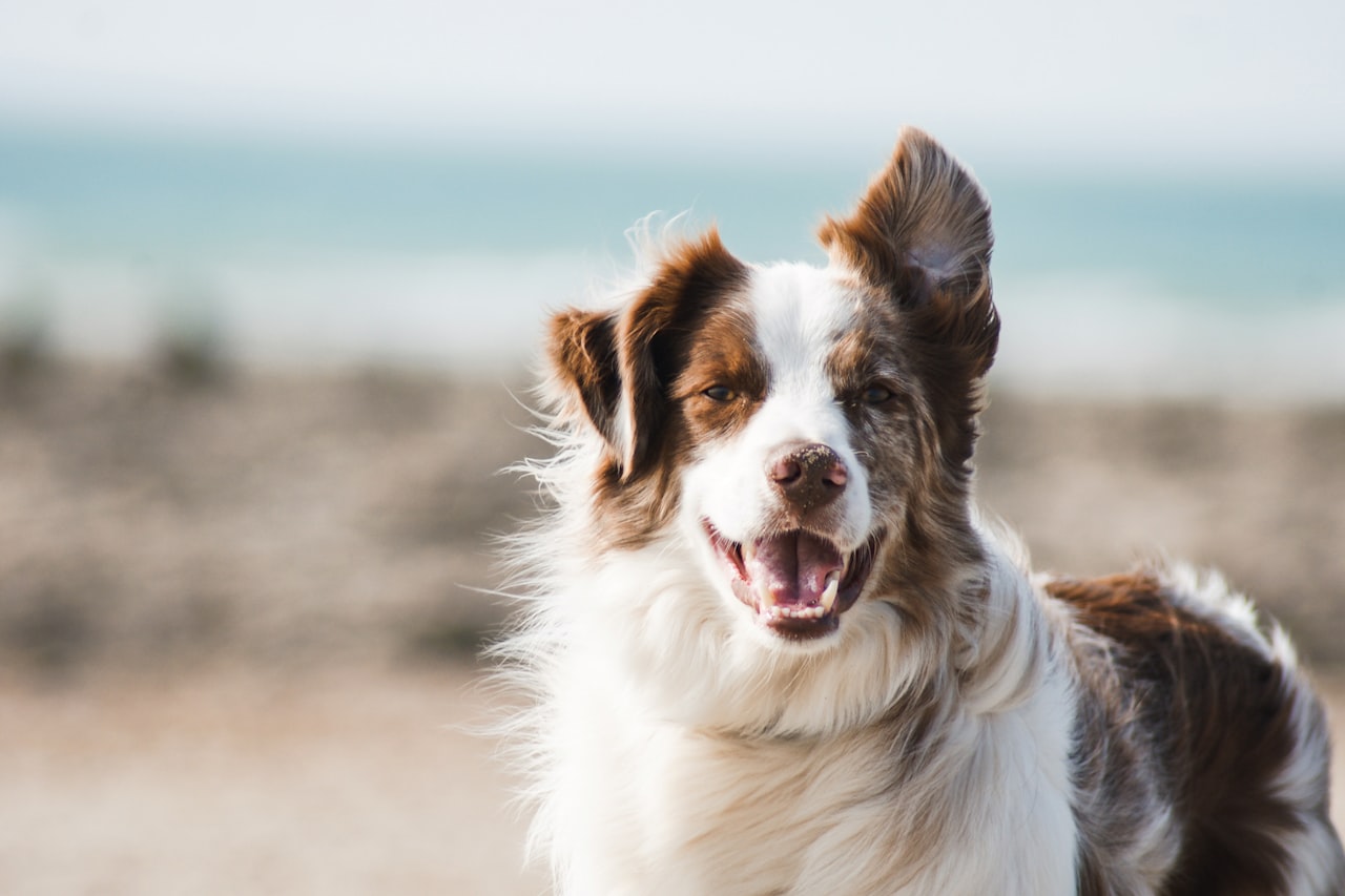 Flea & Tick Control service in Tamiami, FL