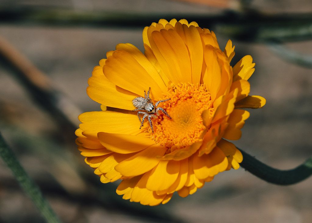 Spider Control service in Tamiami, FL